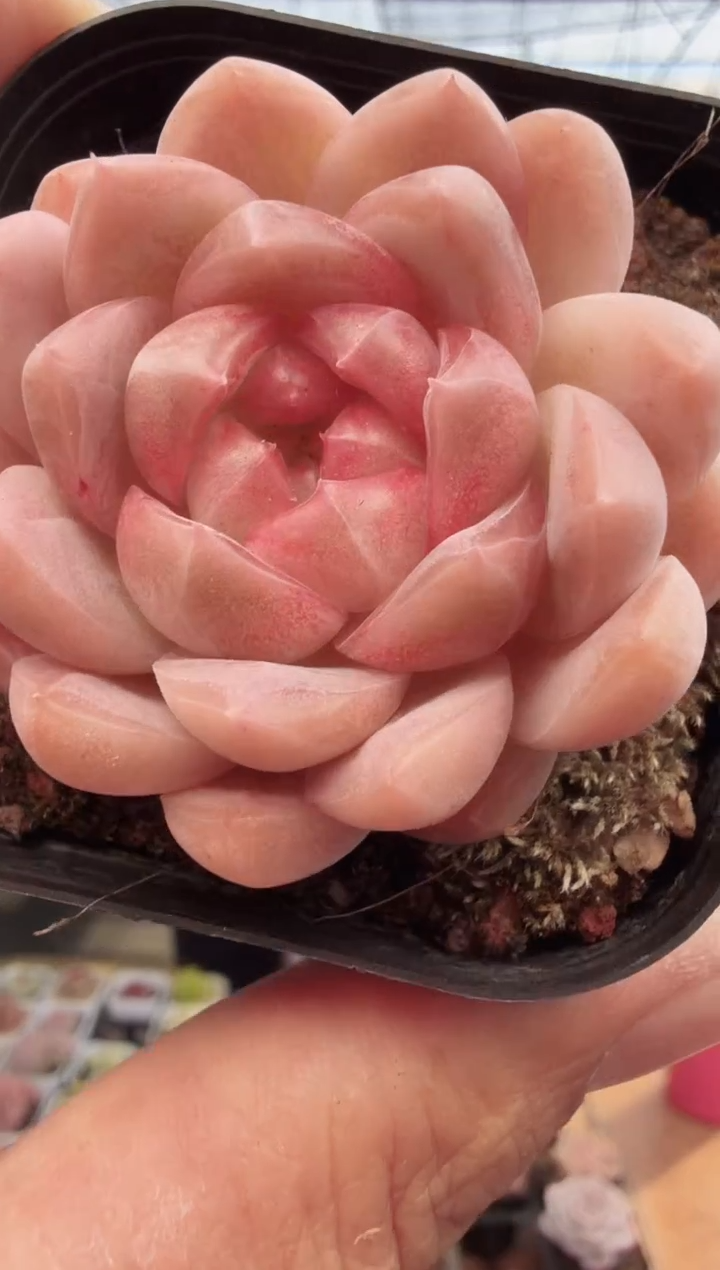 东云多肉园新款-159