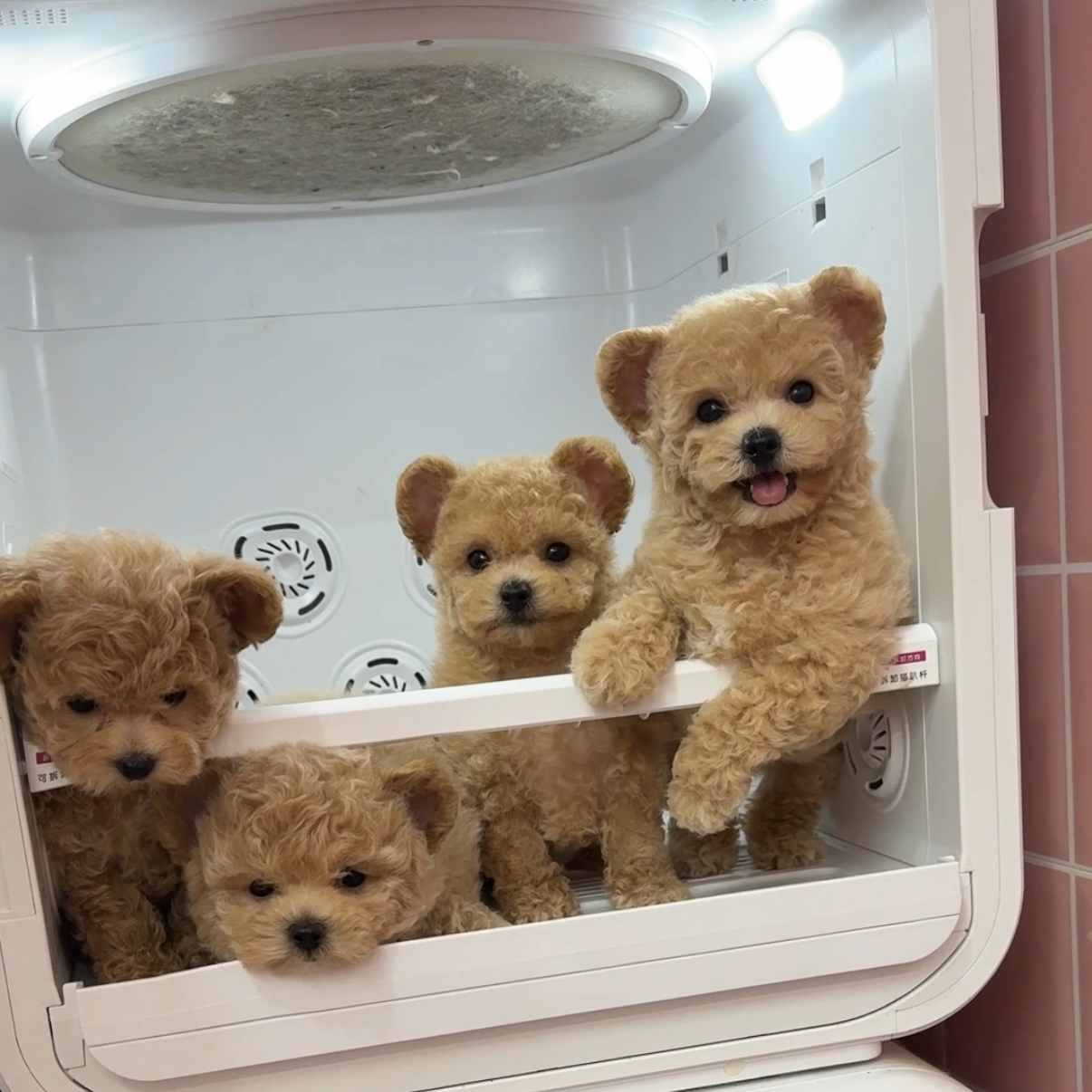 狗狗活体宠物看狗专拍