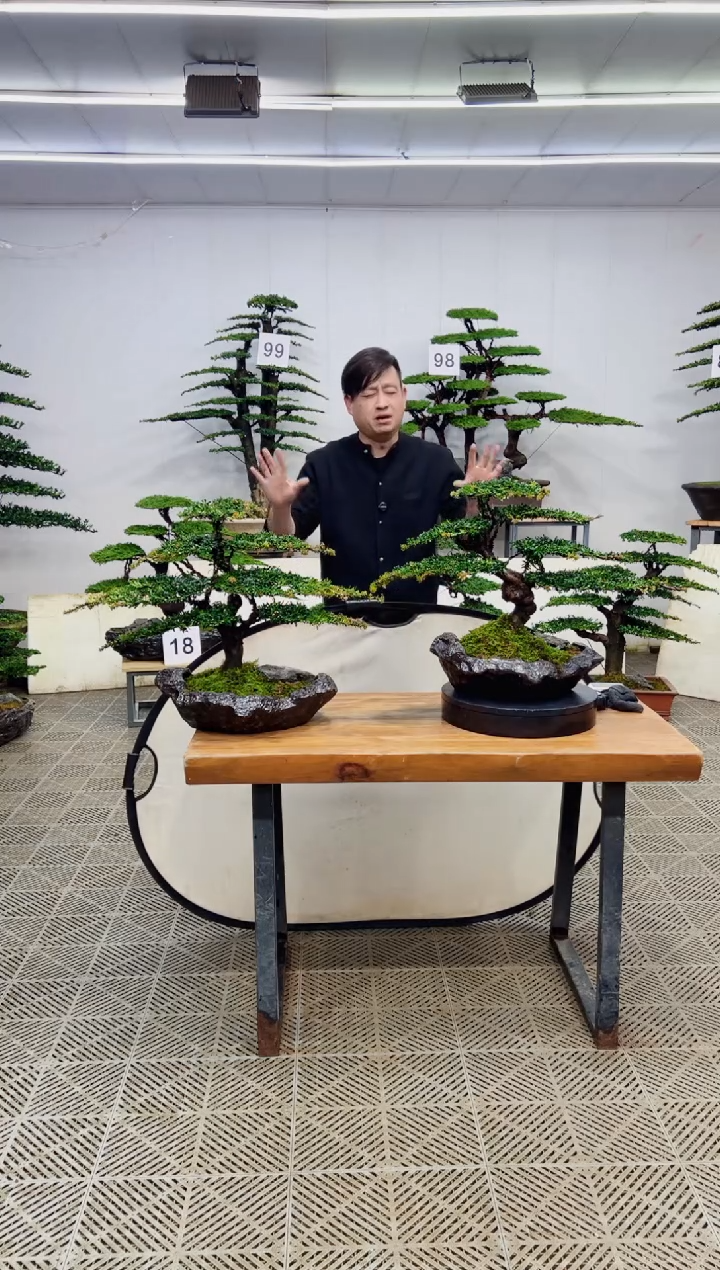 无花朵7**7造型盆景一物一拍