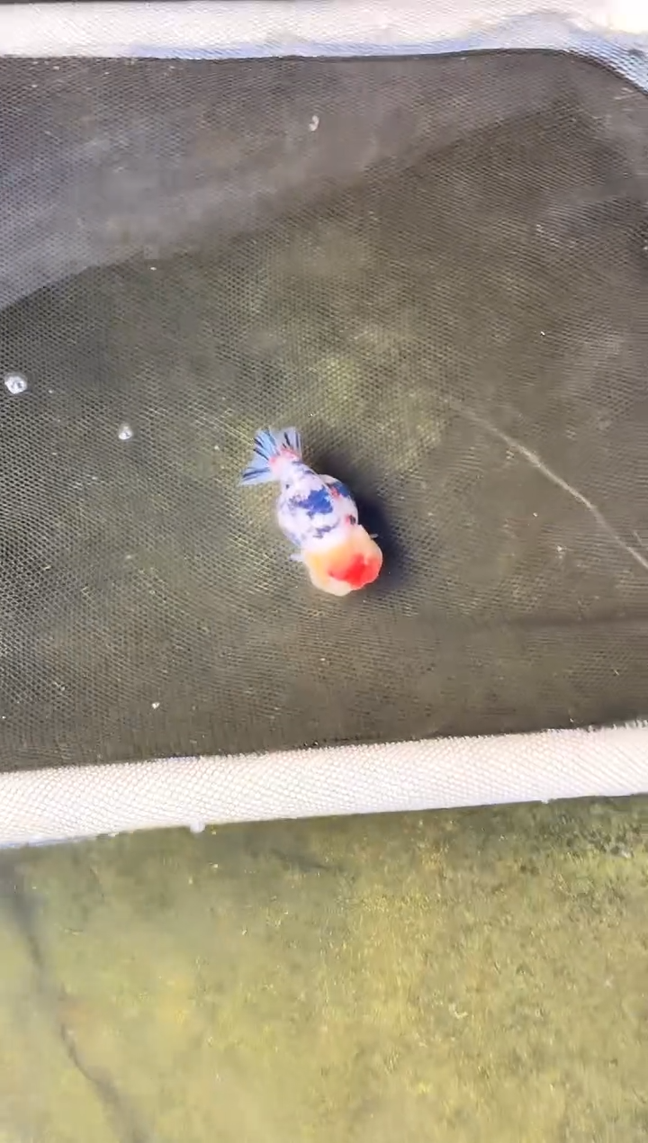 金鱼静*妖水娃娃渔场兰寿观赏鱼 不包邮