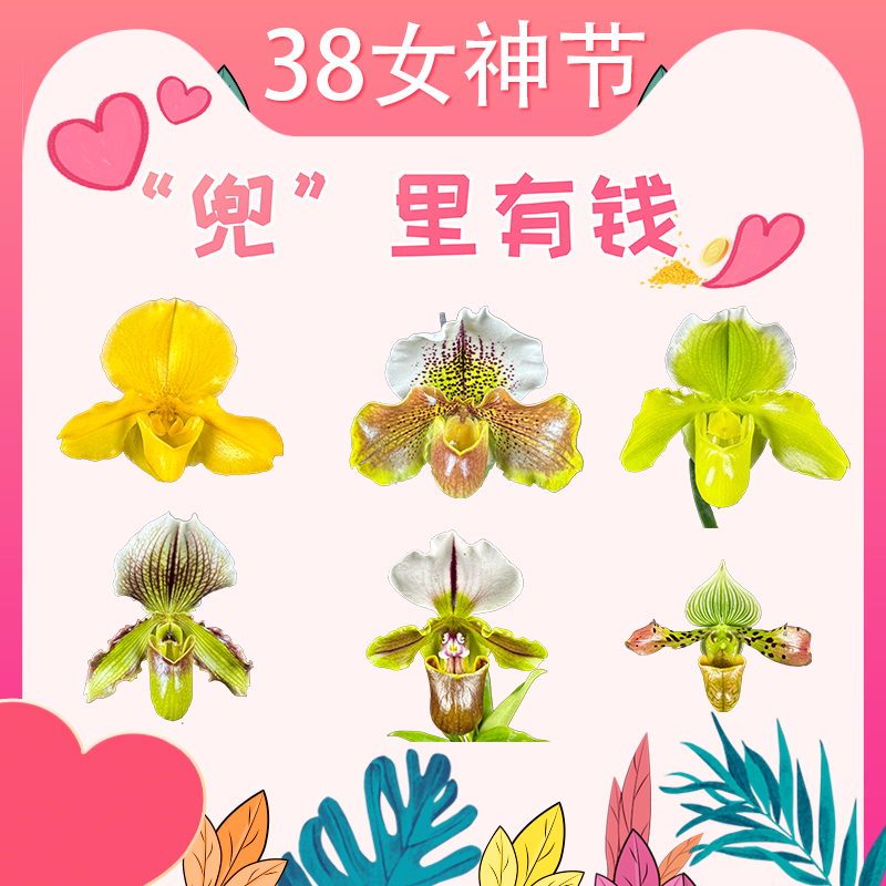 【零度生物】兜兰续花盆栽拖鞋兜兰花期长兰花盆栽