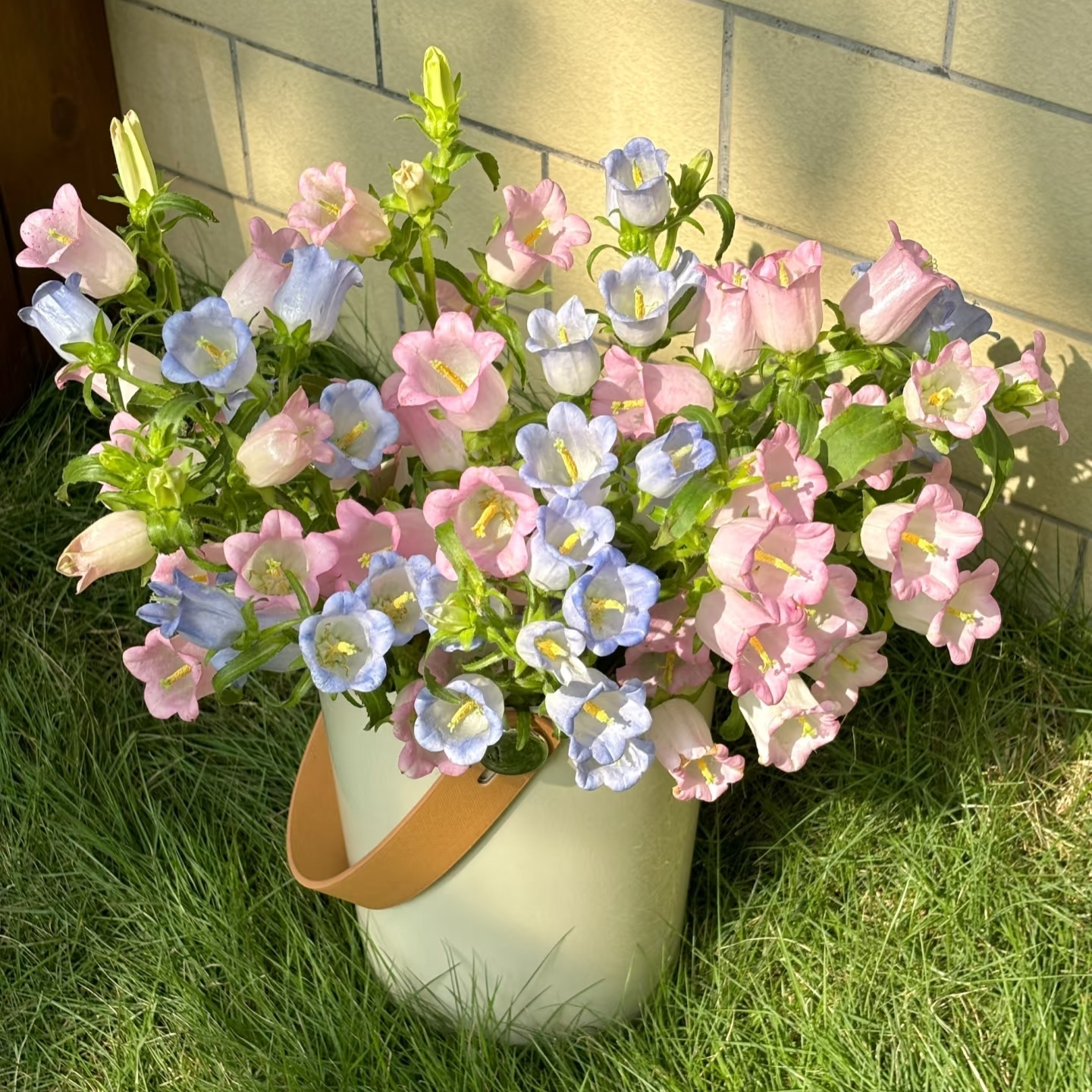 【治愈唯美风】风铃花1扎(像动漫里走出来的花，美得不真实！）