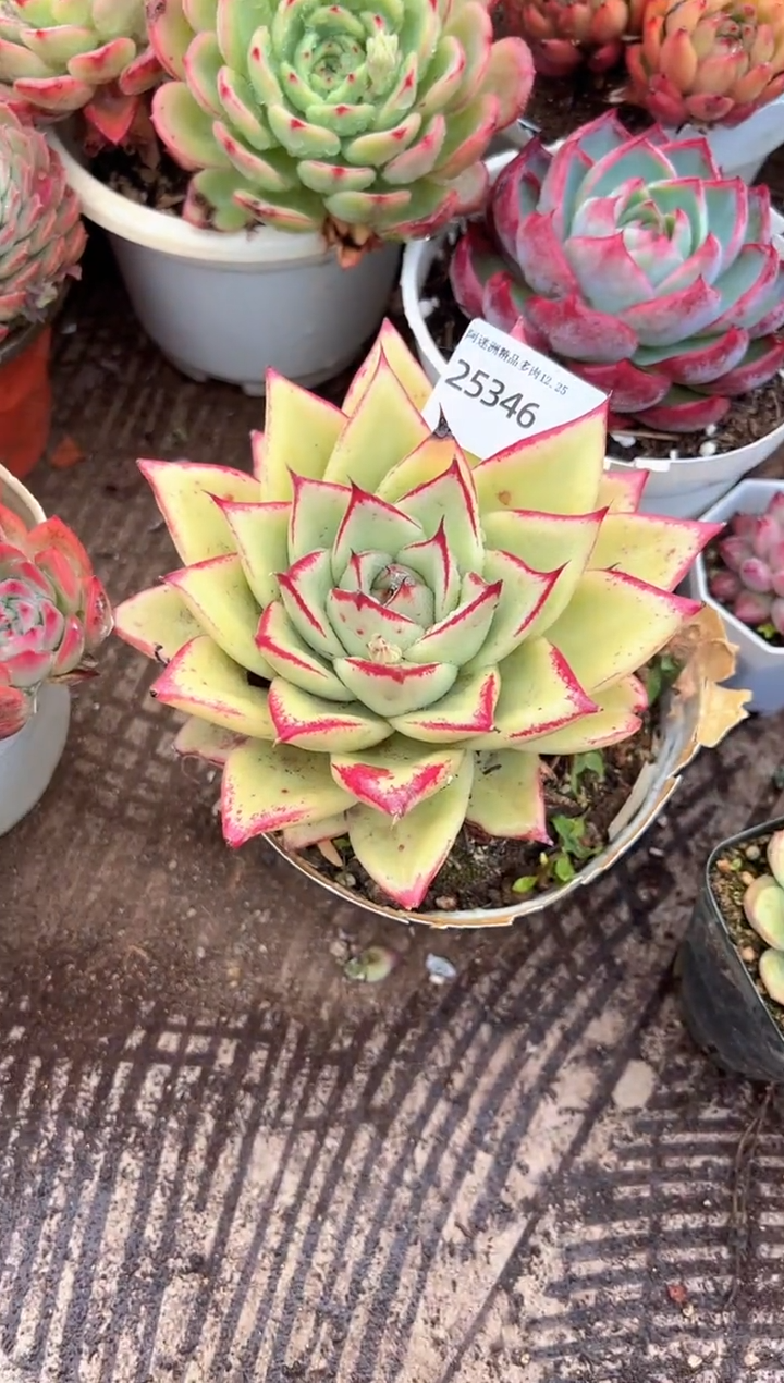 小***甜多肉植物一物一拍25346