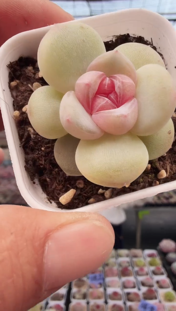 东云多肉园新款-88