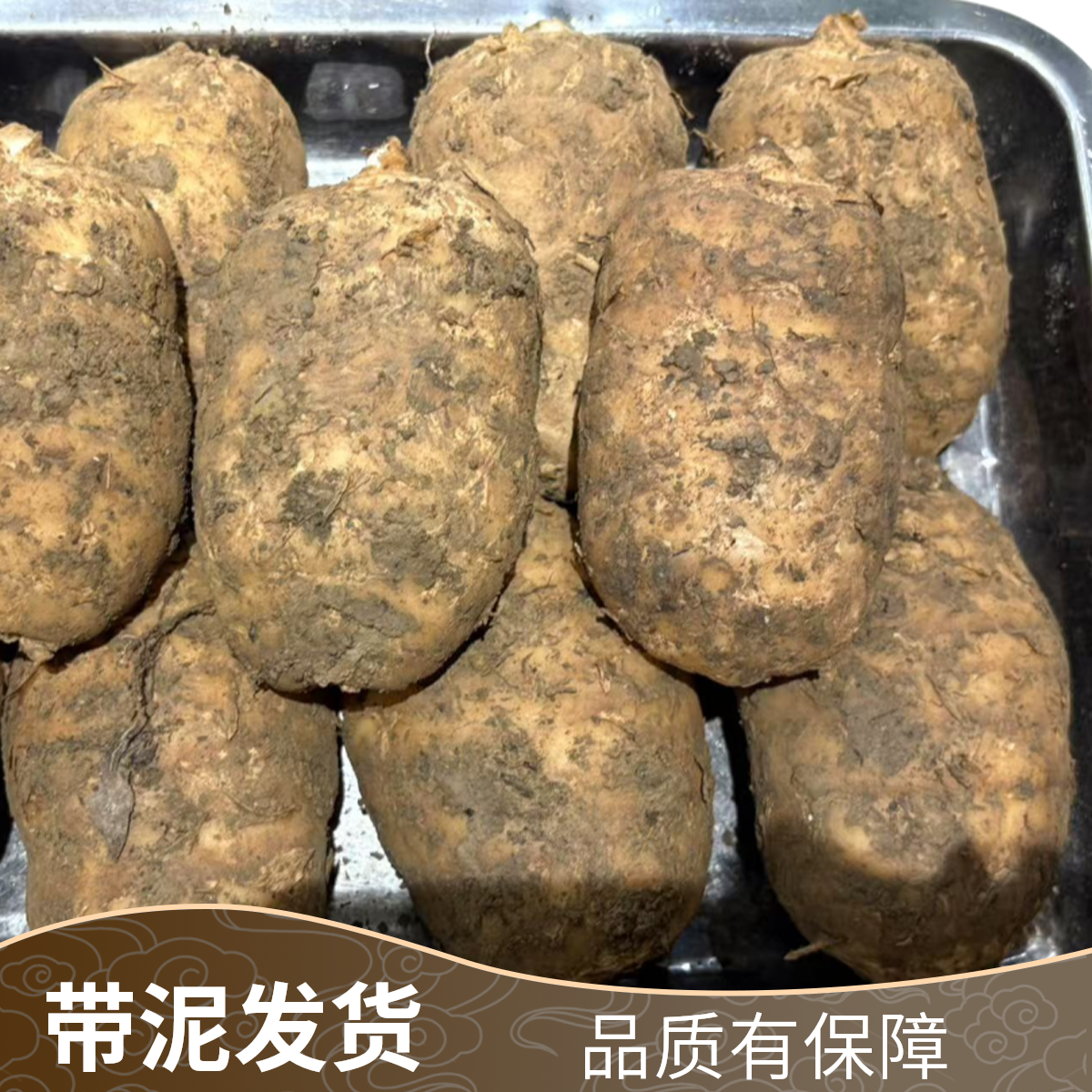 正宗云南昭通彝良小草坝仿野生乌天麻新鲜天麻现挖现发带泥发货（）