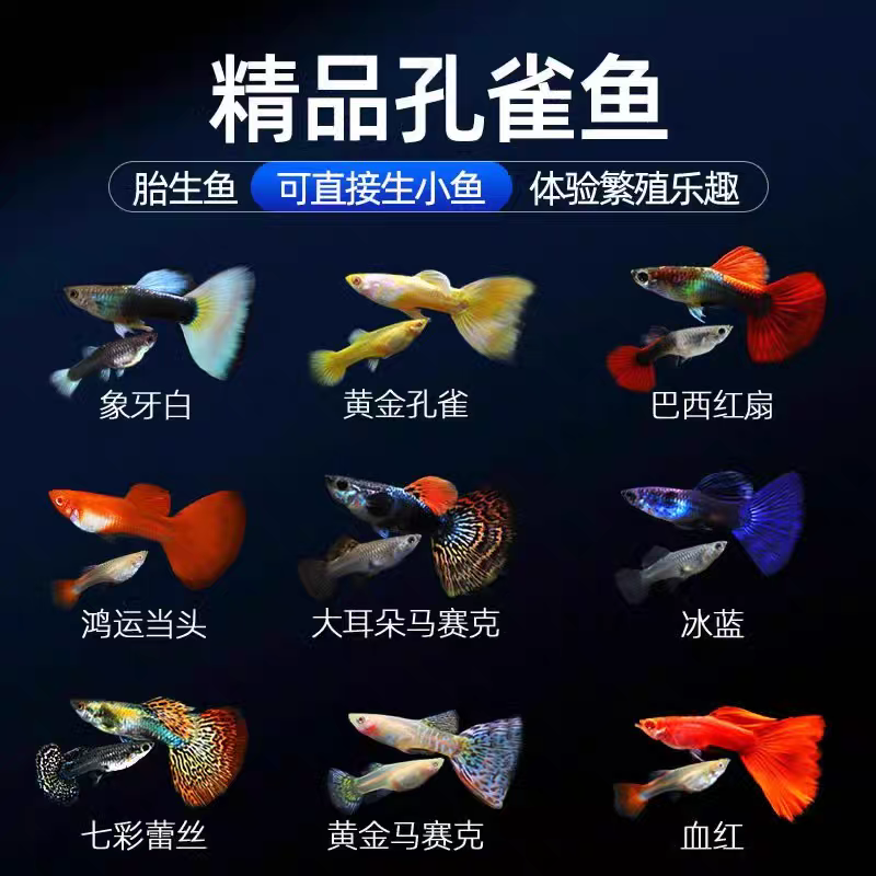 【大全家福】22条鱼11公11母天空鸿运彩龙火烧云大耳冰蓝全红红衫