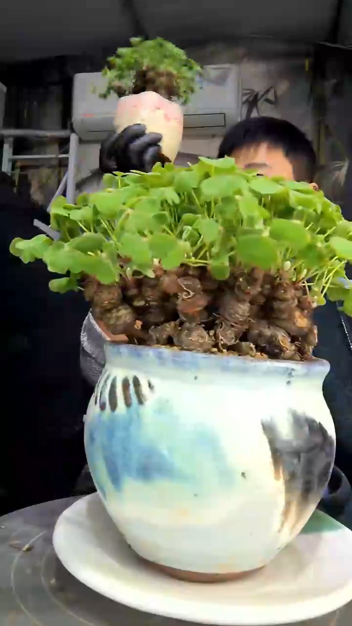 遇**.中青园艺一物一拍花485
