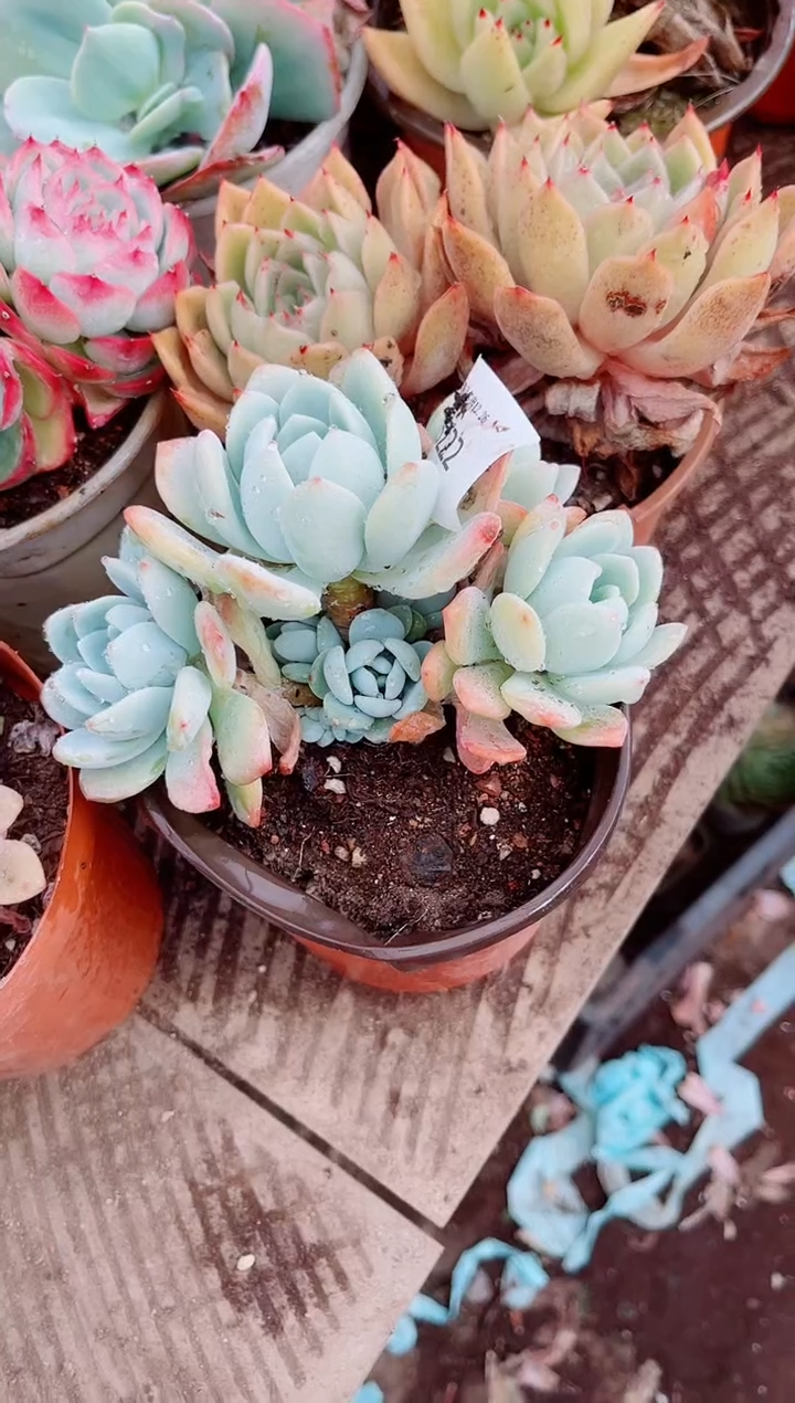 用****0跃跃精品多肉26222