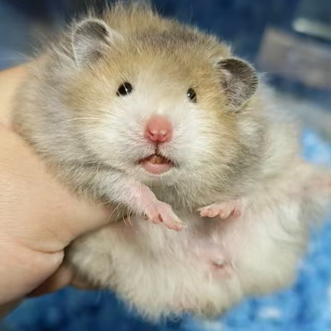 家养温顺可爱长毛卷毛金丝熊波利仓鼠等多种毛色宠物藤盒发货