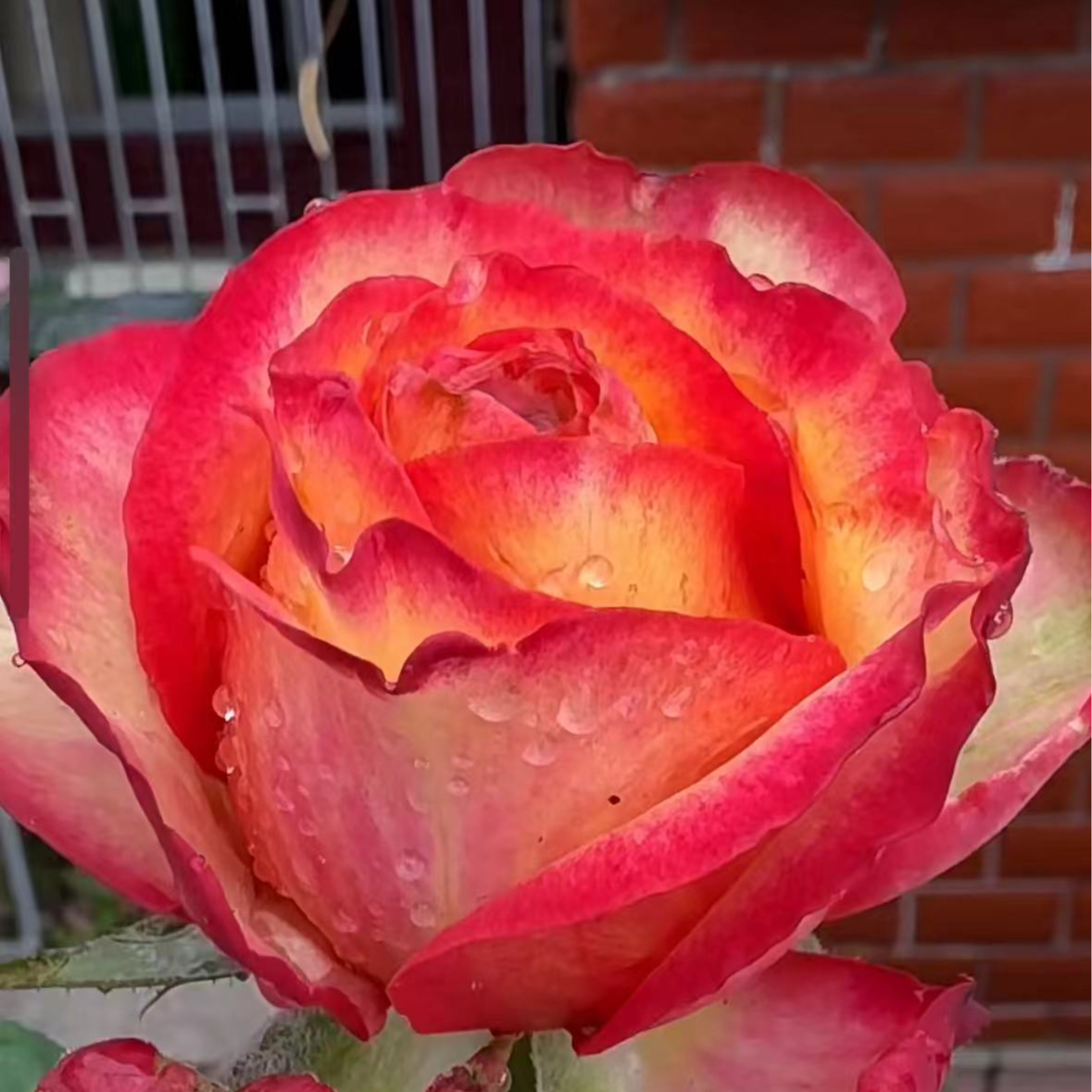 【dfr101】大花新品灌木