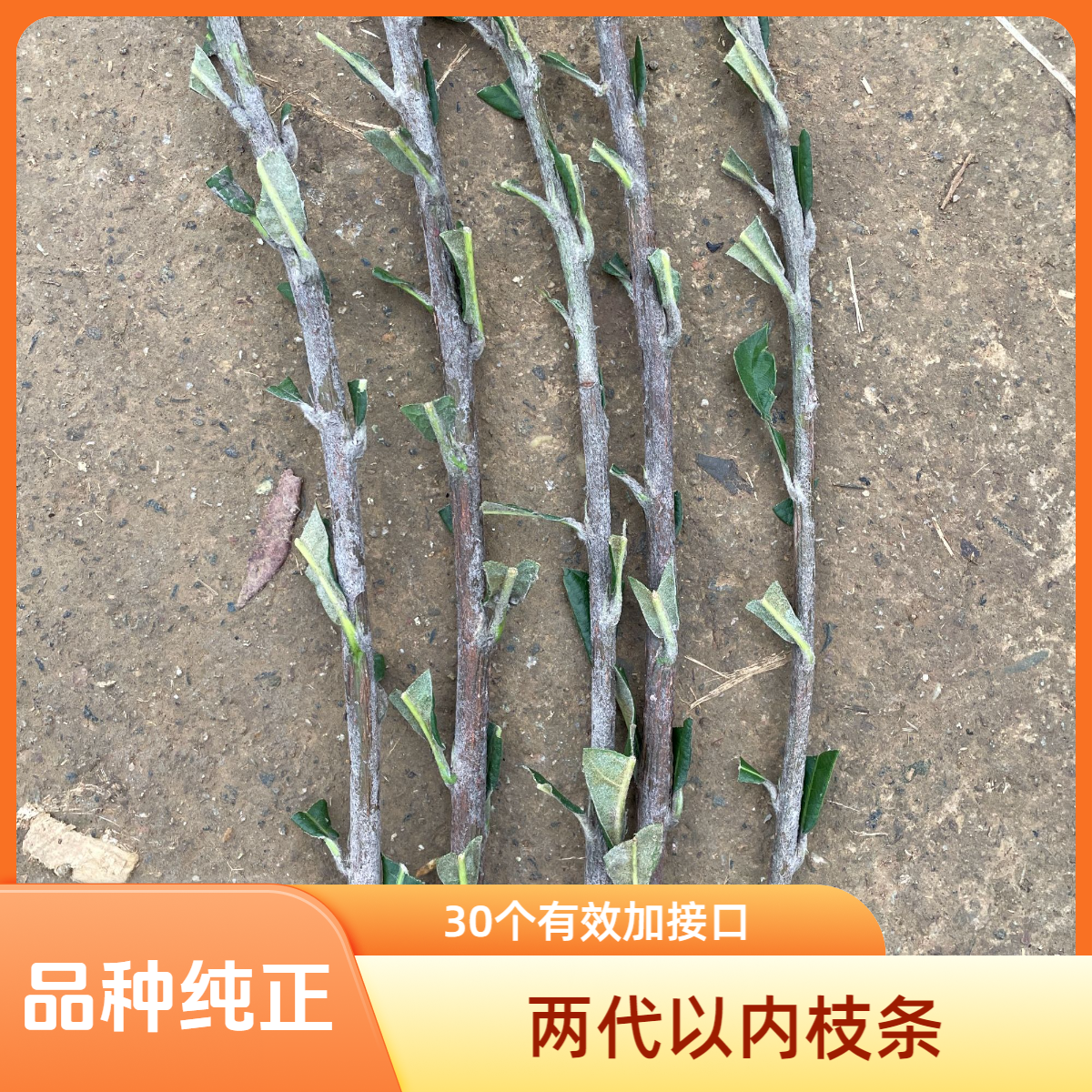 2代以内枇杷橞条新品种四川农大培育全国劳模苗圃直发庭院种植