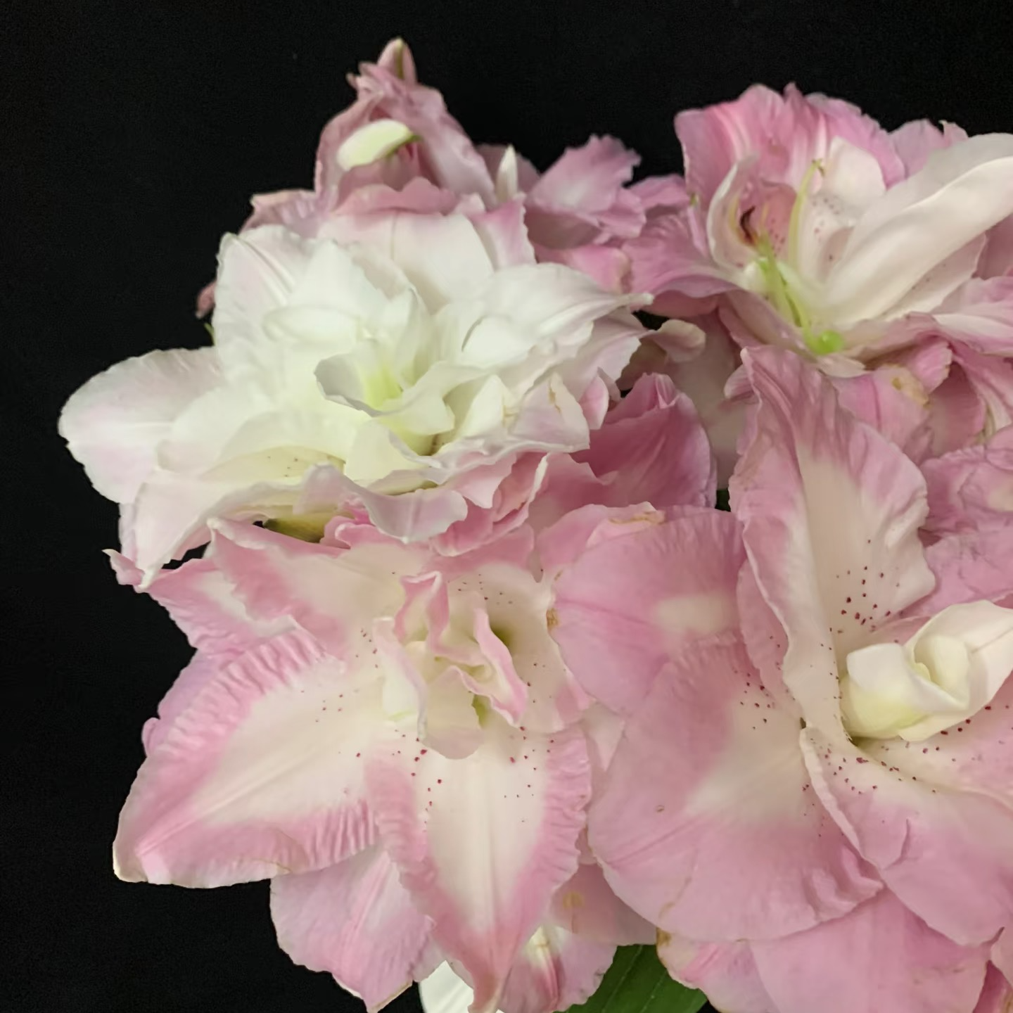 幸运女神 重瓣百合 粉百合 二头2支 批发花店摆地摊直发一手货源