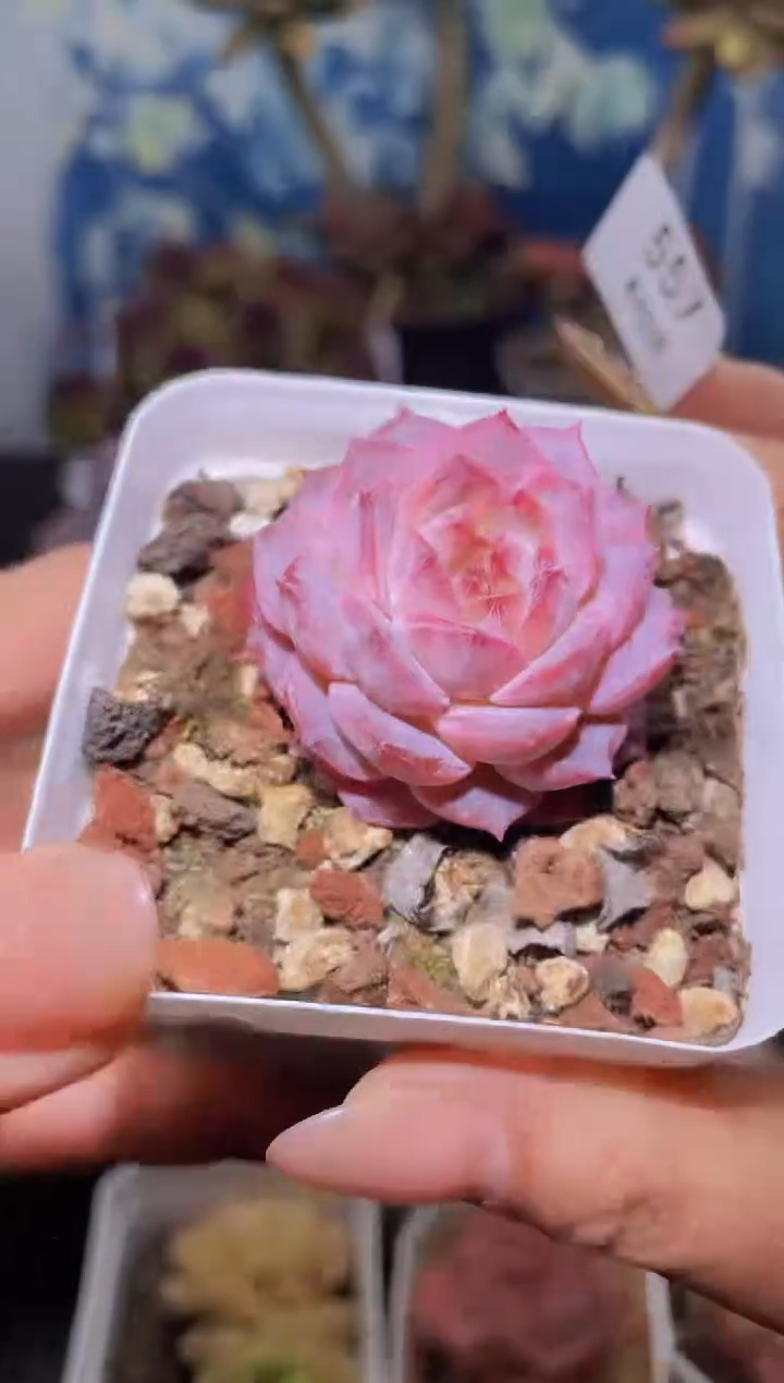 【闪购商品】557桃花琥珀多肉