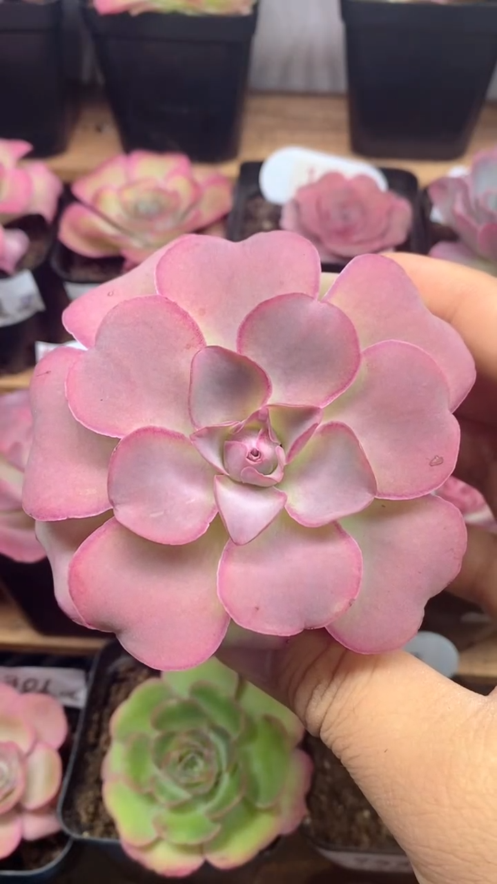 楹楹山地玫瑰/8cm冠幅953