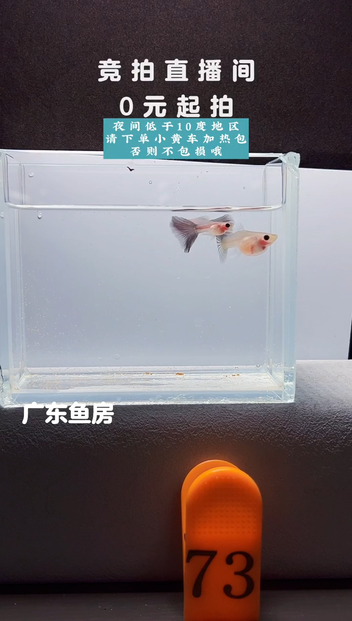 孔雀鱼超透两公一母编号73