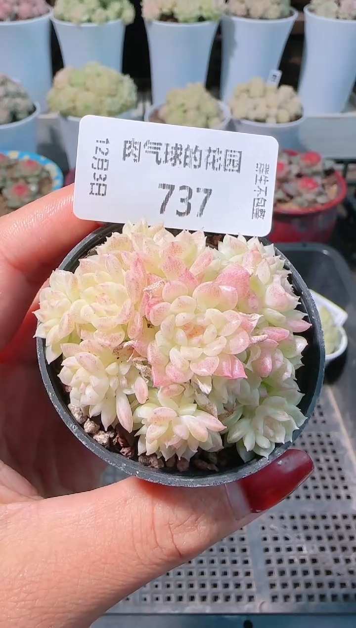 1203-737决绝多肉群生不包整