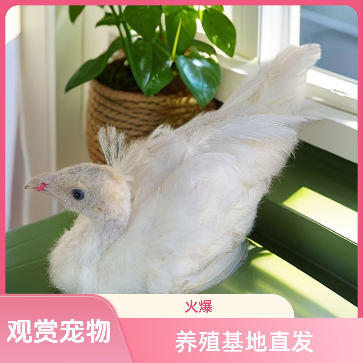 观赏宠物鸡活体白雀顺丰包邮发货