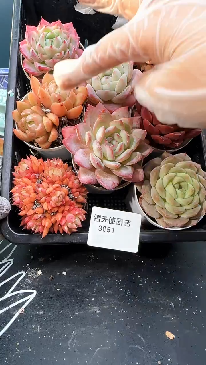 3  051  多肉  8 颗