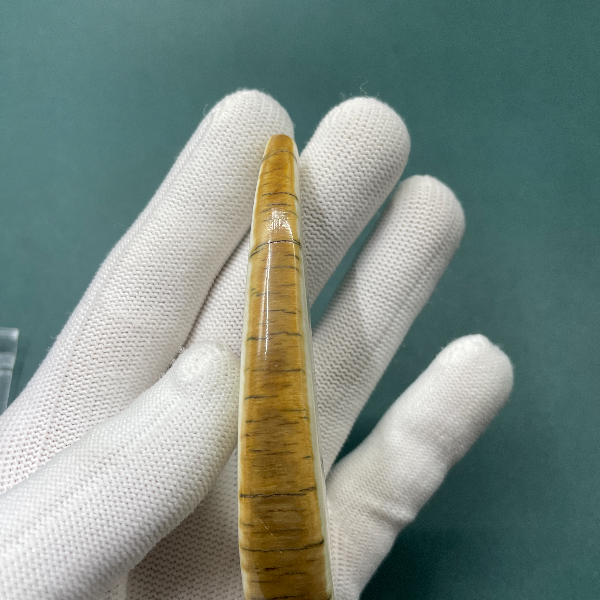 E6153天然猛犸牙牙尖支持鉴定 假一罚四