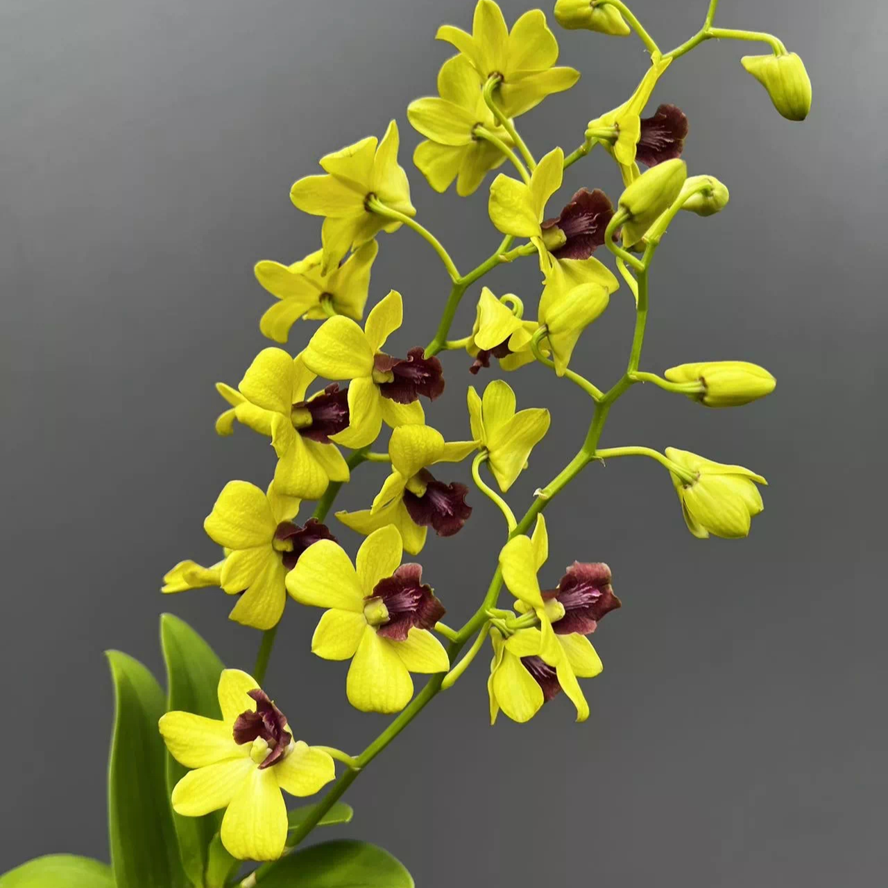 金童石斛兰盆栽（5度以下拍保温）室内外金黄色石斛花多年生秋石斛