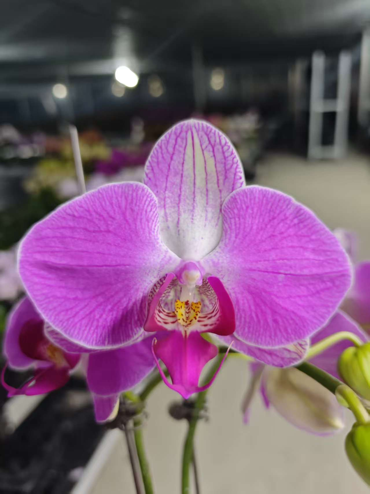 高品质粉色蝴蝶兰【幸运女神】带花剑带花苞四季开花室内好养盆栽