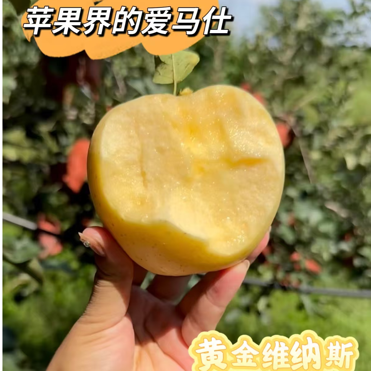 （纯甜无酸）正宗烟台栖霞维纳斯苹果皮薄多汁新鲜水果现采现摘