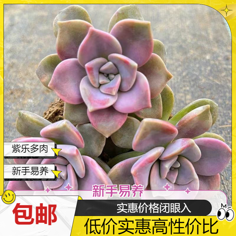 紫乐多肉单头多头群生阳台露天新手好养基地直发多肉植物