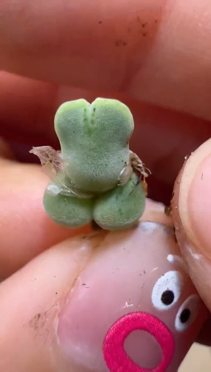 【闪购商品】16-32