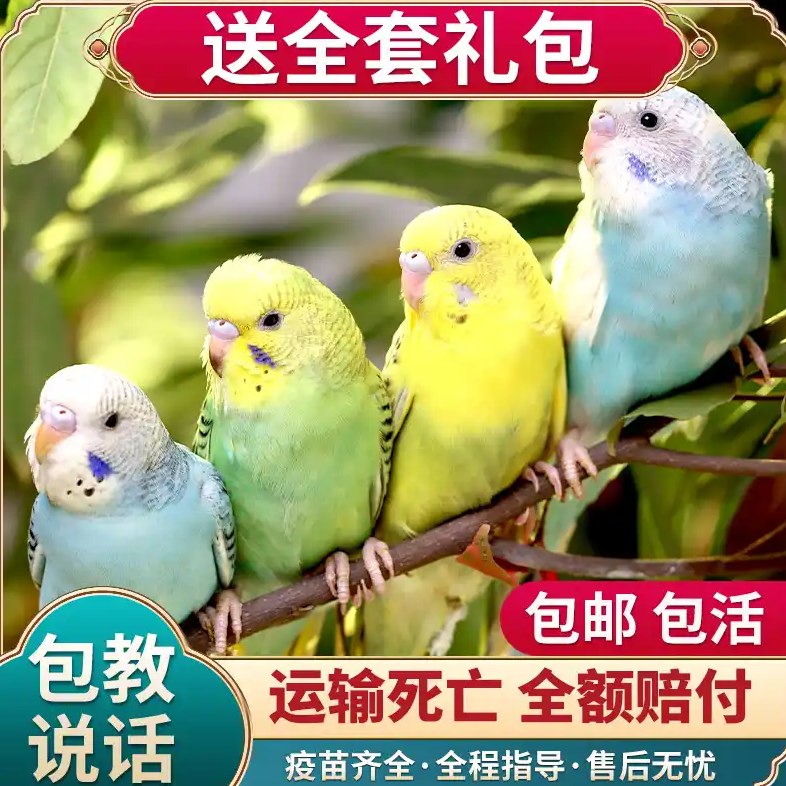 手养亲人会说话的虎皮鹦鹉活鸟【可选颜色公母】