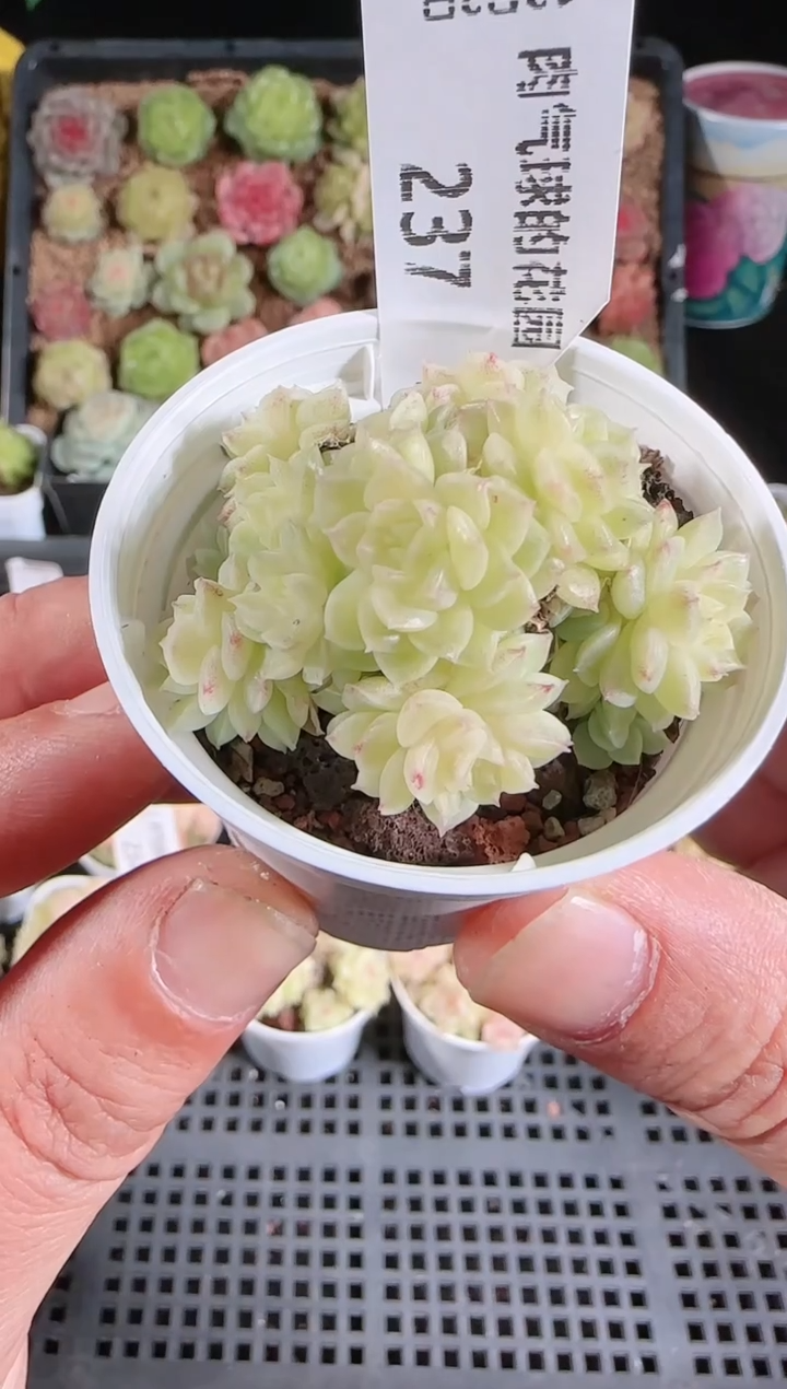 1202-237多肉群生不包整