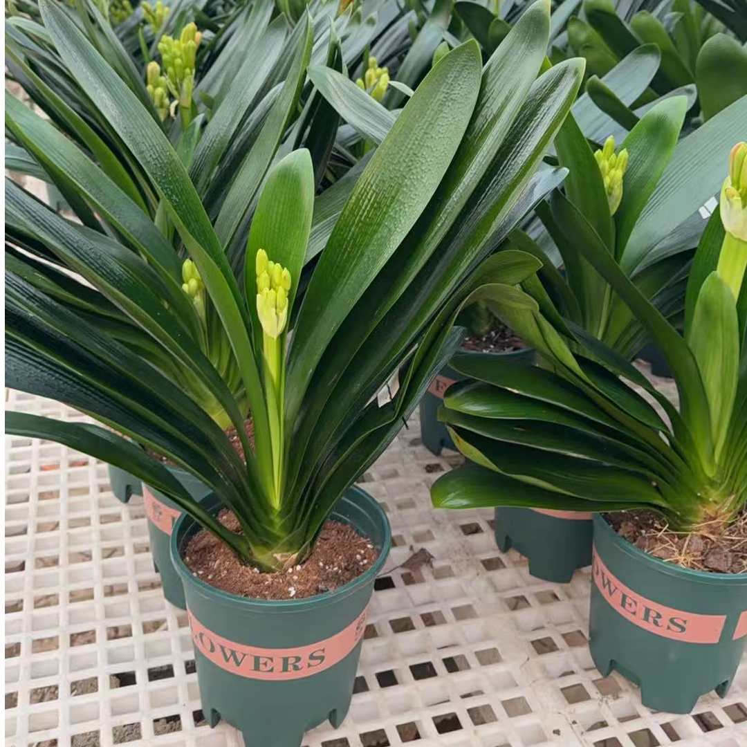 君子兰大乔（带花苞）微瑕介意勿拍