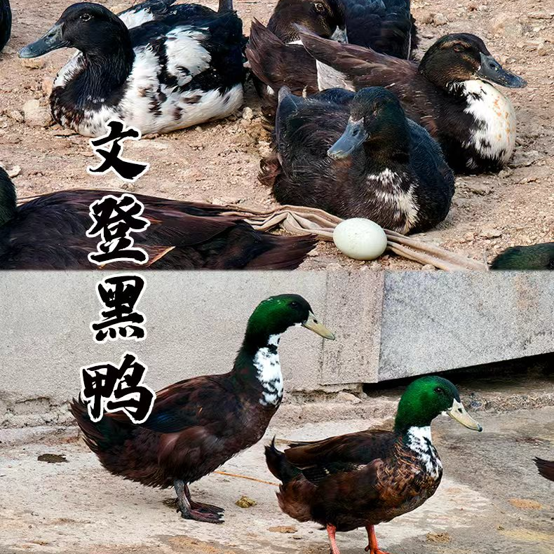买一送一【文登黑鸭】一年内黑鸭 适合卤炒白切【海岛散养】