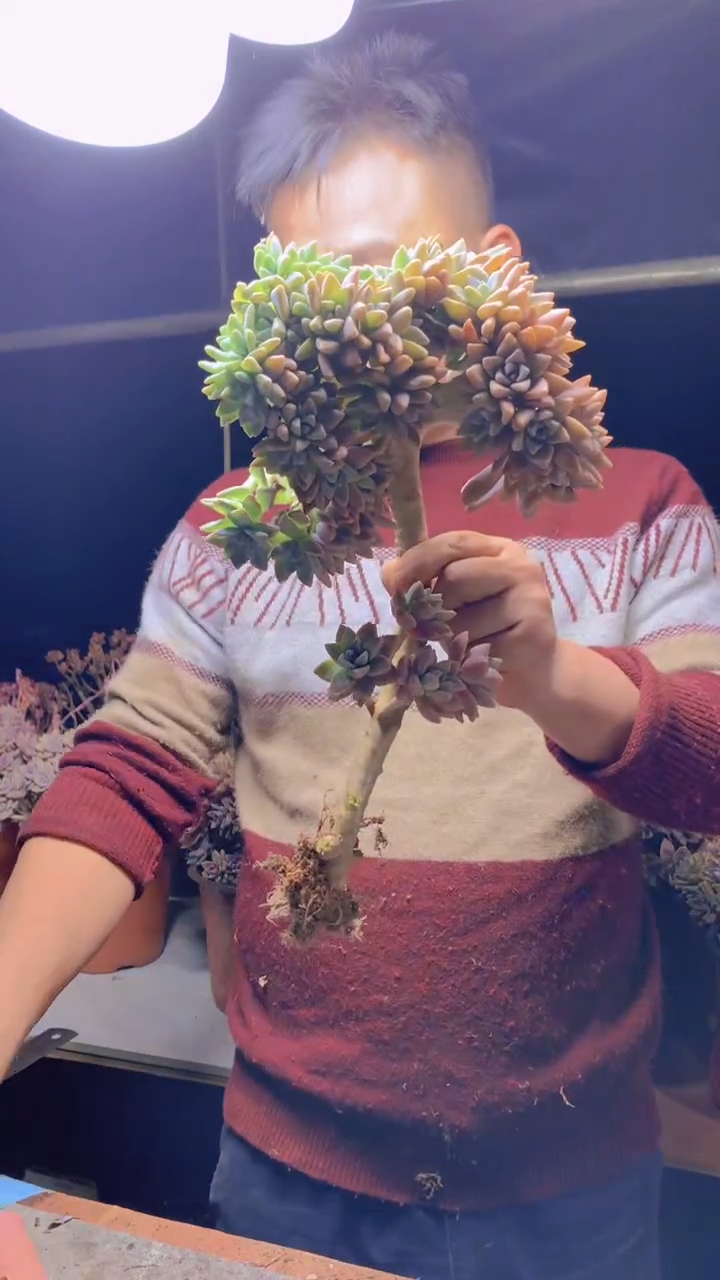 【闪购商品】缀化114