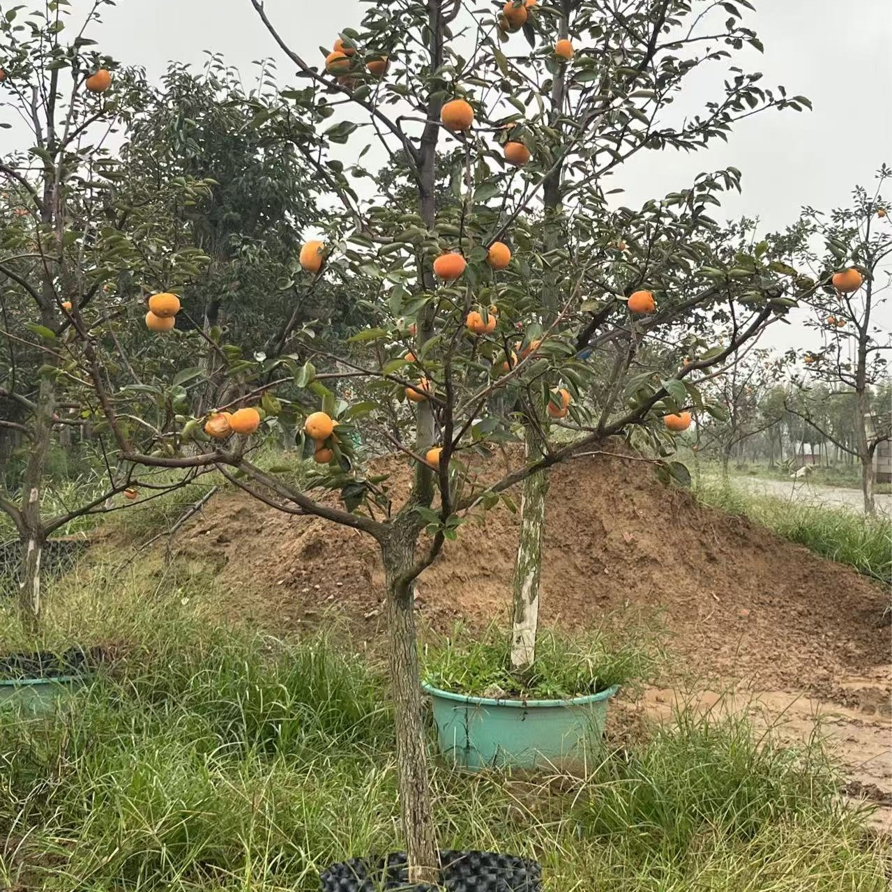 精品老桩柿子树庭院景观耐寒种植