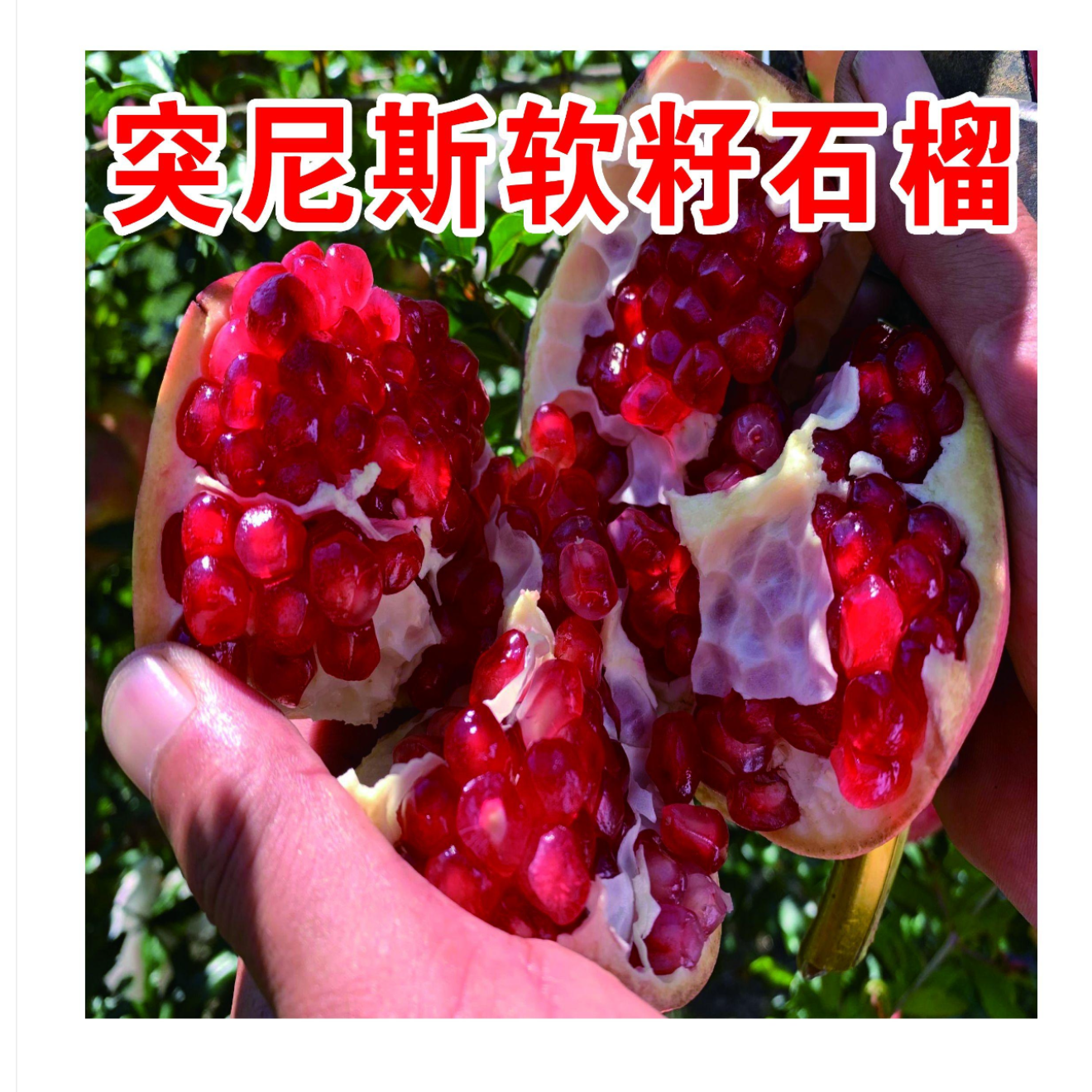 突尼斯软籽石榴一年生种子