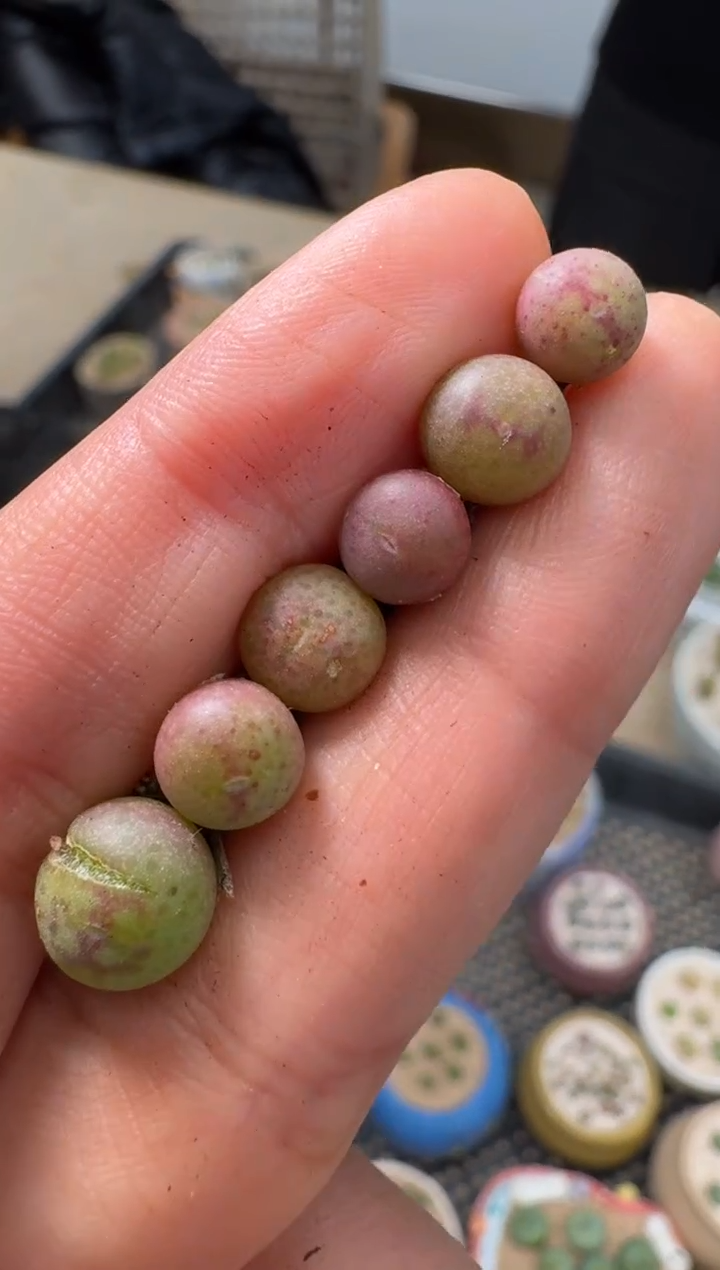 【闪购商品】4-24·sh451一颗