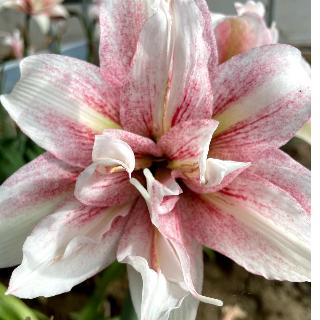 【香水朱顶红进口花】台朱重瓣朱顶红剪叶裸根发掉侧无售后绿植