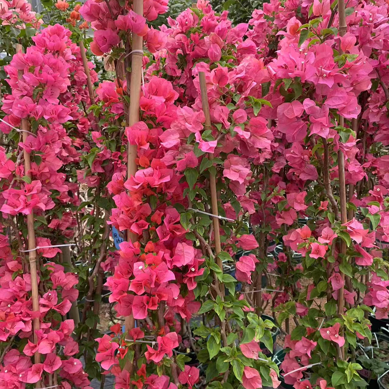 三角梅小苗 盆栽 老桩 爬藤 