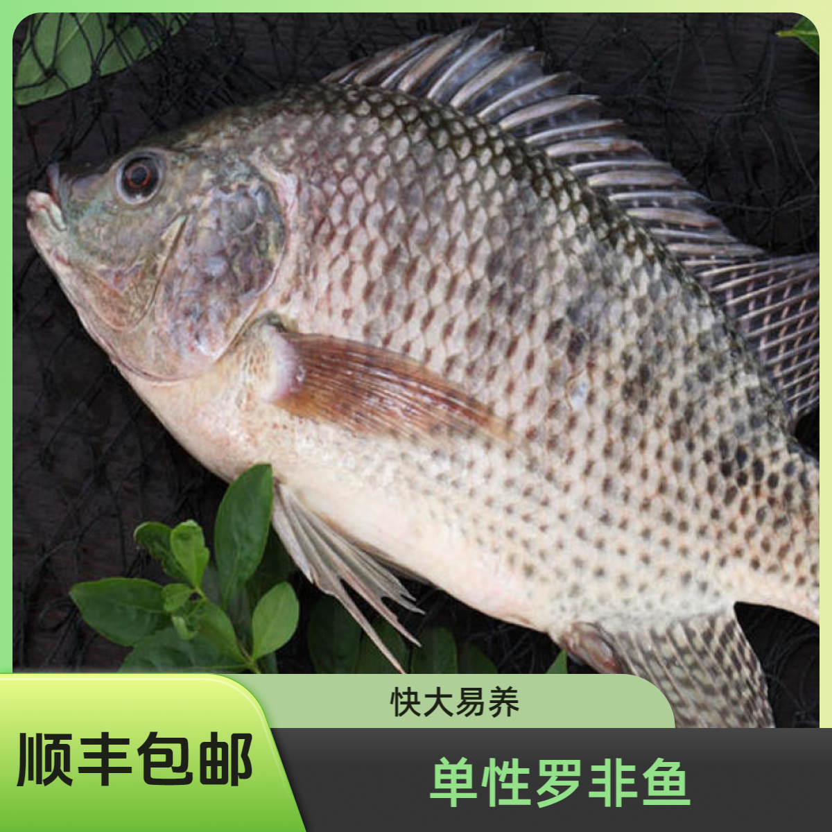 单性罗非鱼海南一号淡水养殖快大型冷水鱼