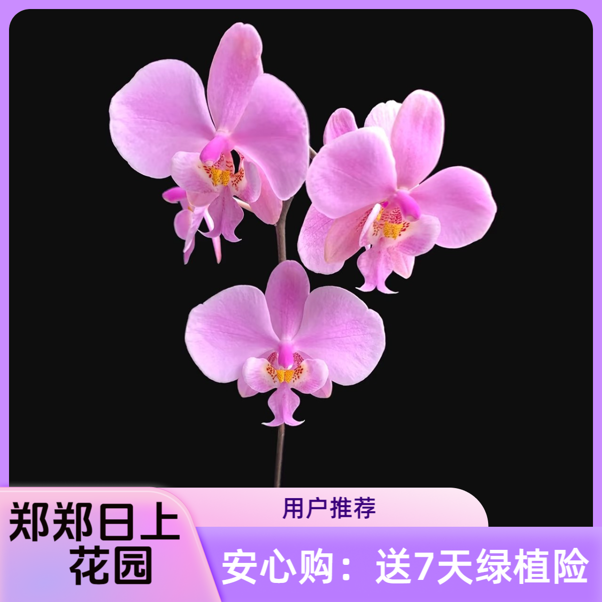   超银西  3寸  实生苗  微瑕少根