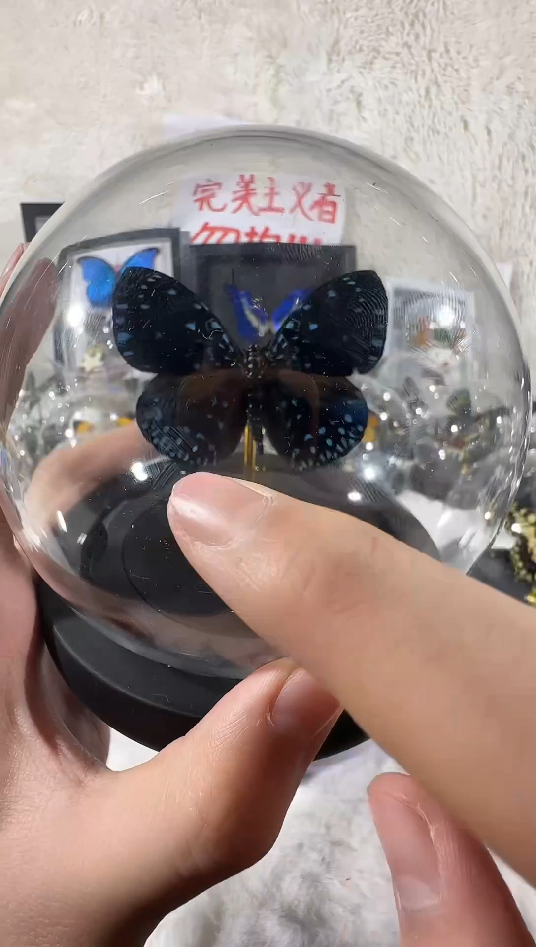 木蓝点蛤蟆蛱蝶水晶球 