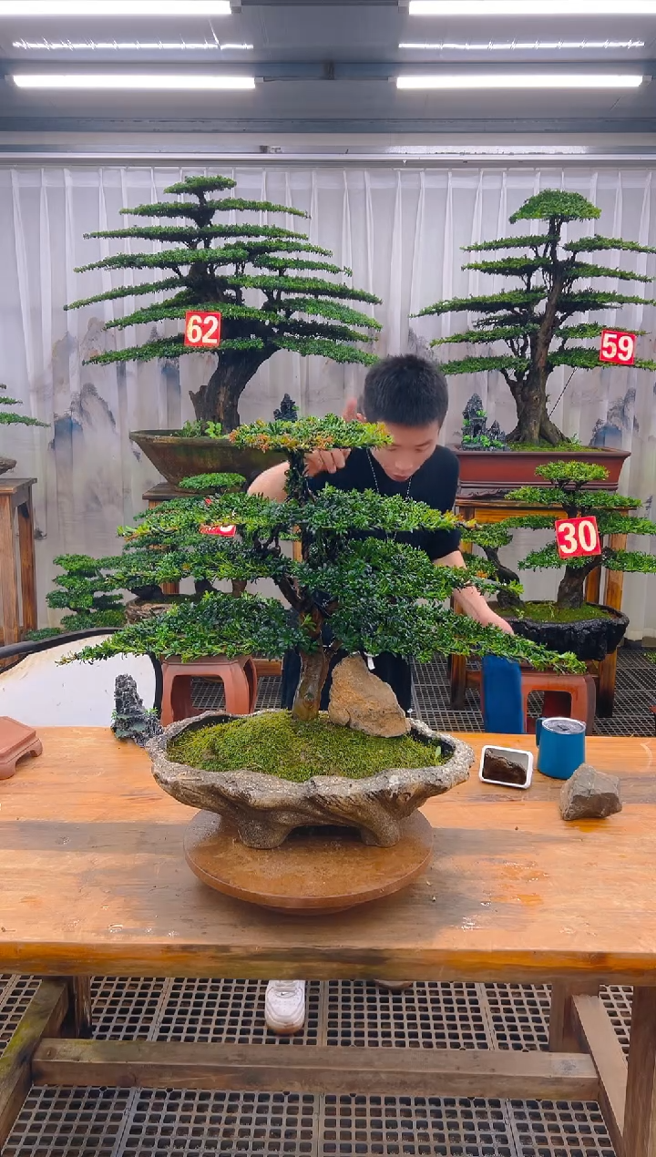 无花朵精品盆景直播间一物一拍