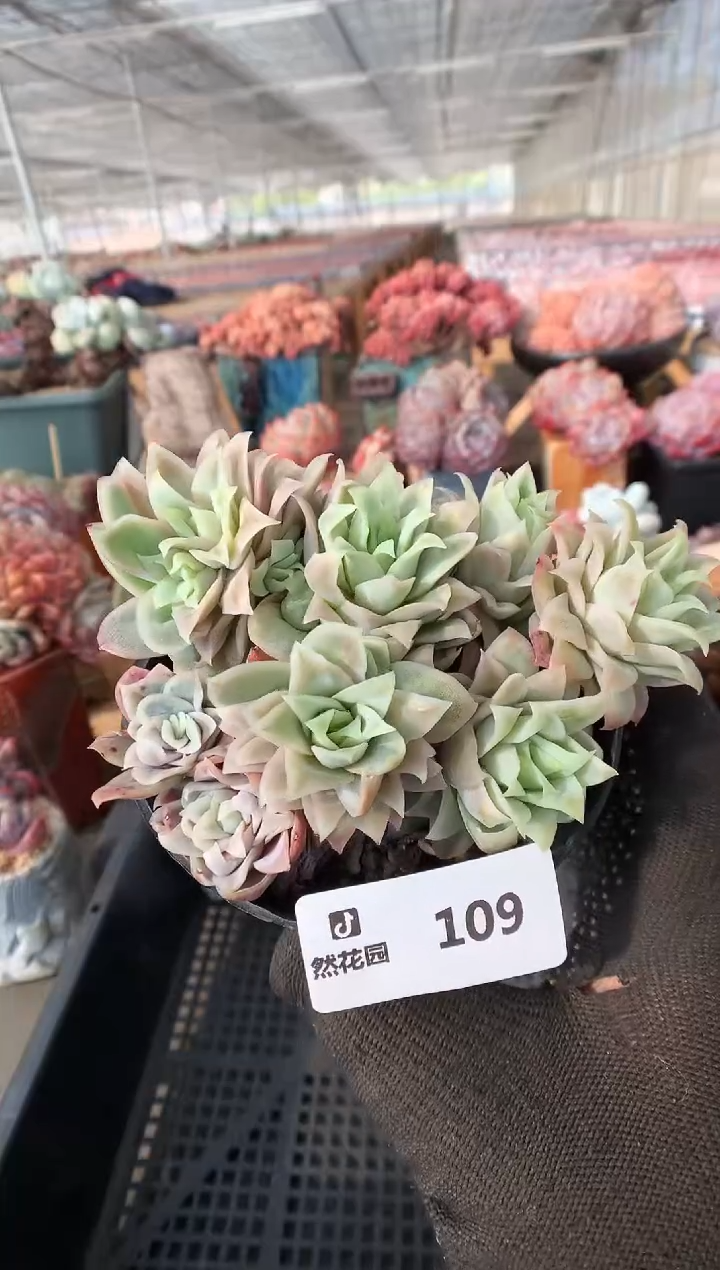 109绿玫瑰锦一物一拍