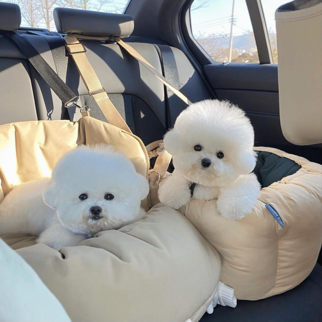 家宠物狗各种品种可爱萌萌雪纳瑞幼犬售卖
