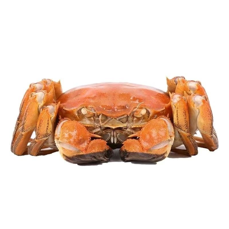 【活蟹】4.5公+3.5母大闸蟹公4.2-4.5母3.2-3.5两 6/8/10只