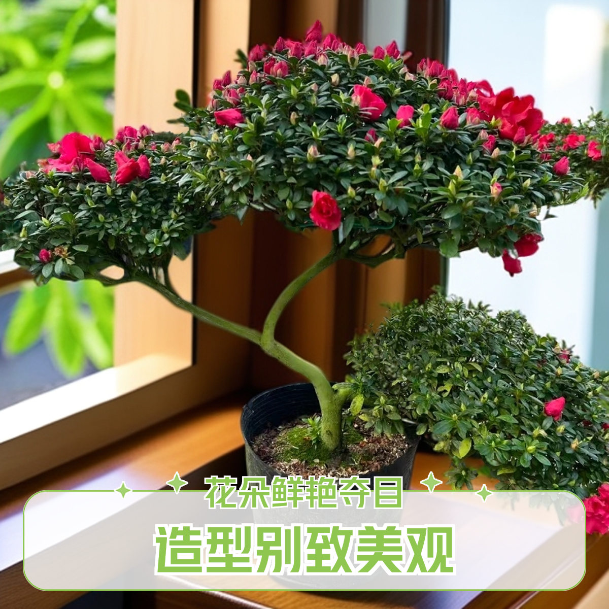 元宝造型杜鹃花盆栽带花苞四季开花室内外好养易活花卉绿植