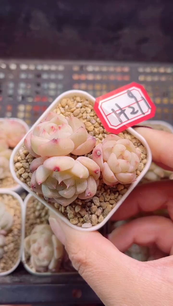 【闪购商品】H291孤品珍妮一物一拍