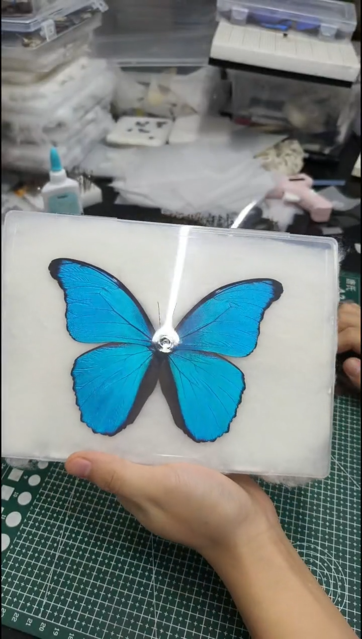 真蝴蝶标本一物一拍