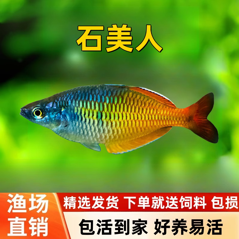 石美人鱼热带淡水观赏鱼活体好养可草缸混养群游