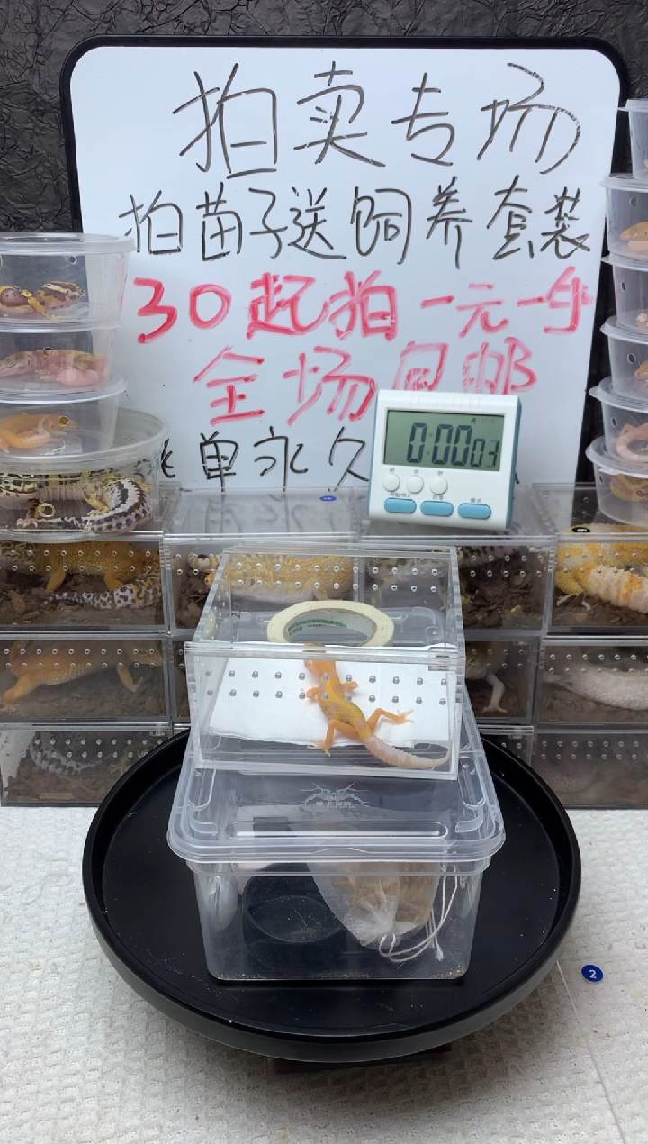 豹纹守宫橘化暴龙